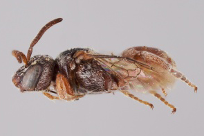 [Parammobatodes female (lateral/side view) thumbnail]